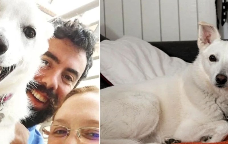 Destin, câinele-erou care a murit salvând un copil de 2 ani din ghearele unui lup, în Italia