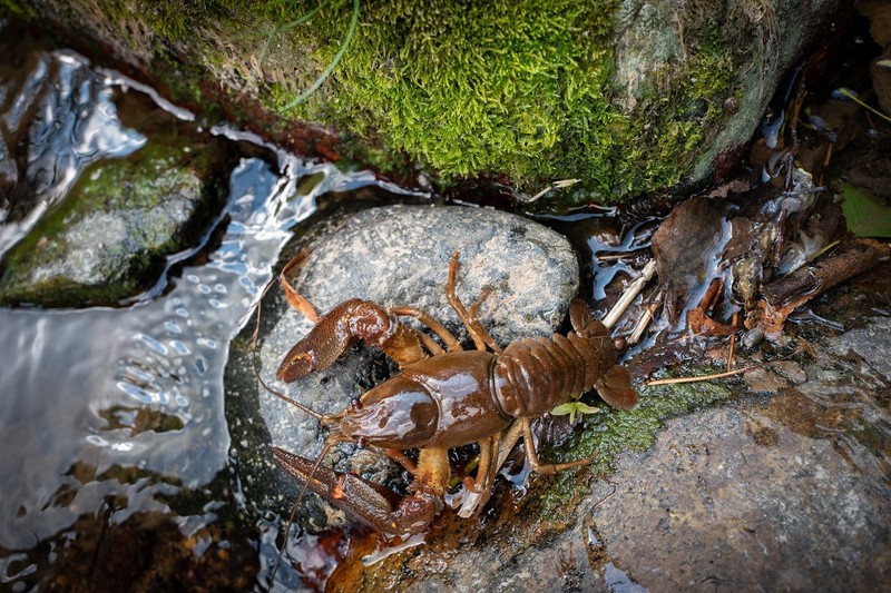 Racul de rau, astacus astacus