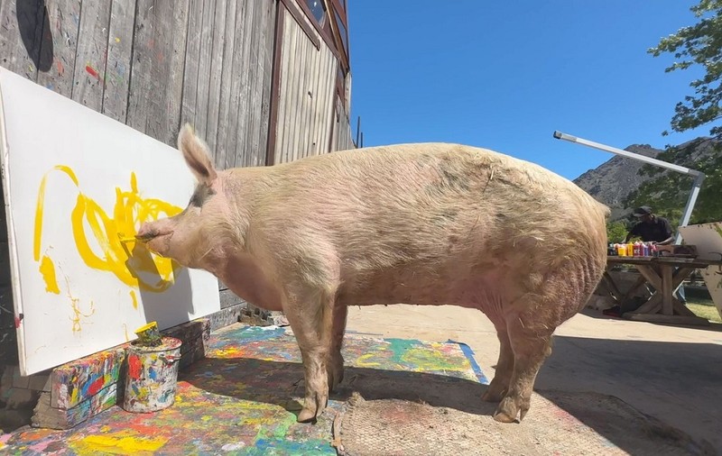 A murit Pigcasso, porcul pictor care a câștigat peste un milion de dolari cu tablourile lui
