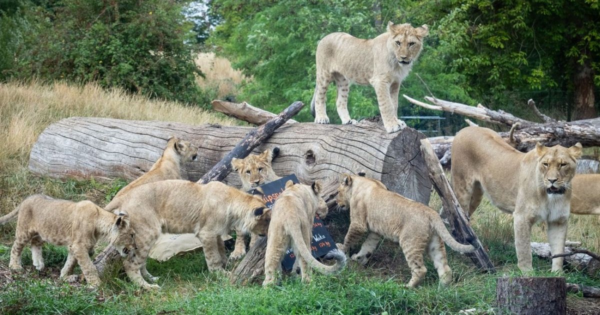 Mai multi lei la o gradina Zoologica, cu multa iarba si un bustean mare
