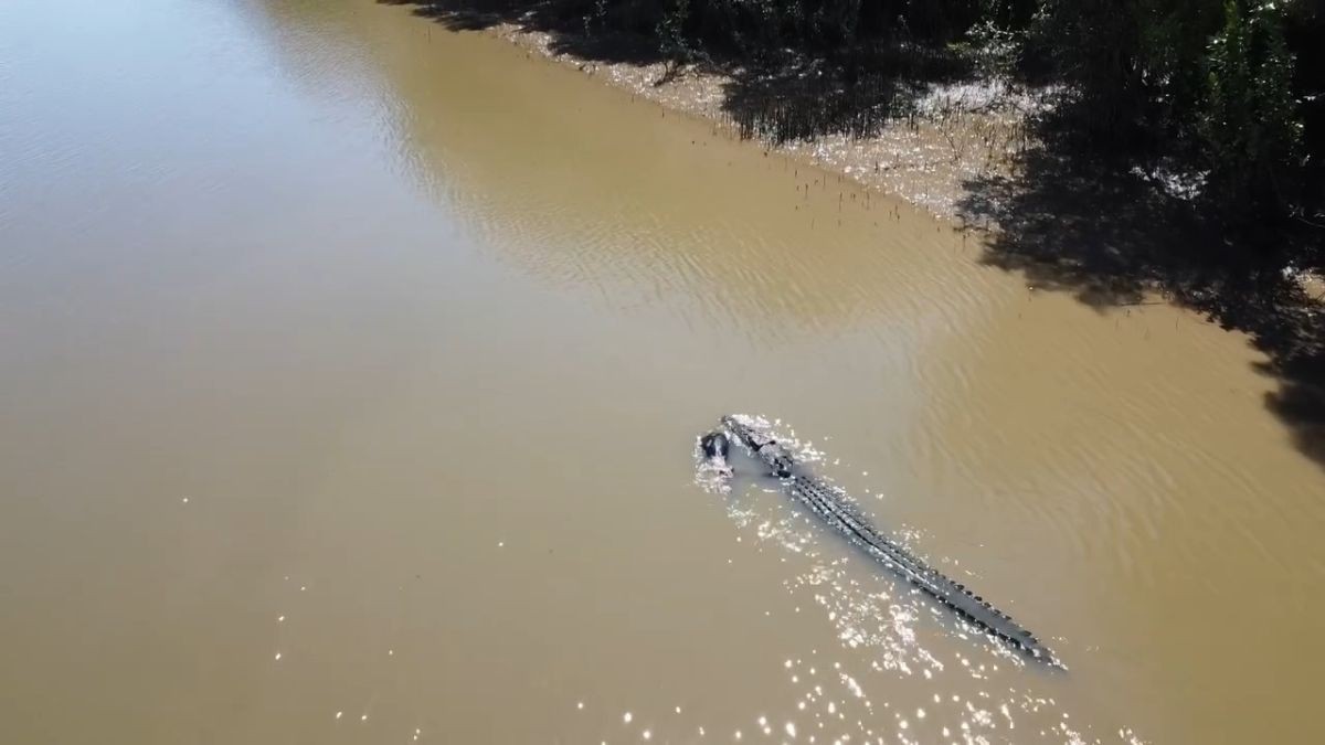 Râul Fitzroy, habitat al crocodililor mâncători de oameni, a fost ales oficial drept loc de desfăşurare a probelor de canotaj şi kaiac-canoe din cadrul Jocurilor Olimpice de la Brisbane din 2032. Foto: Profimedia