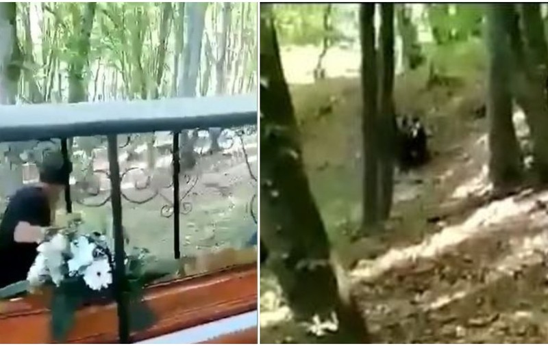 Oamenii dintr-un cortegiu funerar au fost urmăriți de un urs, la Bordoșiu, în Mureș