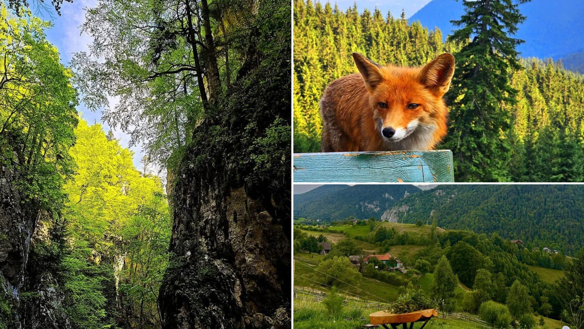 Colaj Zarnesti