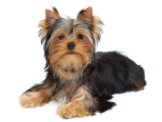 Rase de câini mici - Yorkshire Terrier