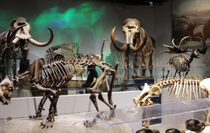 Au stat 70 de ani într-un muzeu oasele de „mamut” despre care cercetătorii au descoperit că aparțin unui alt animal