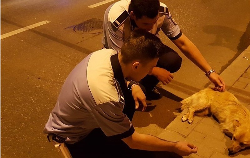 Doi polițiști din Iași au salvat viața unui cățel rănit care zăcea pe stradă. Câinele va fi adoptat