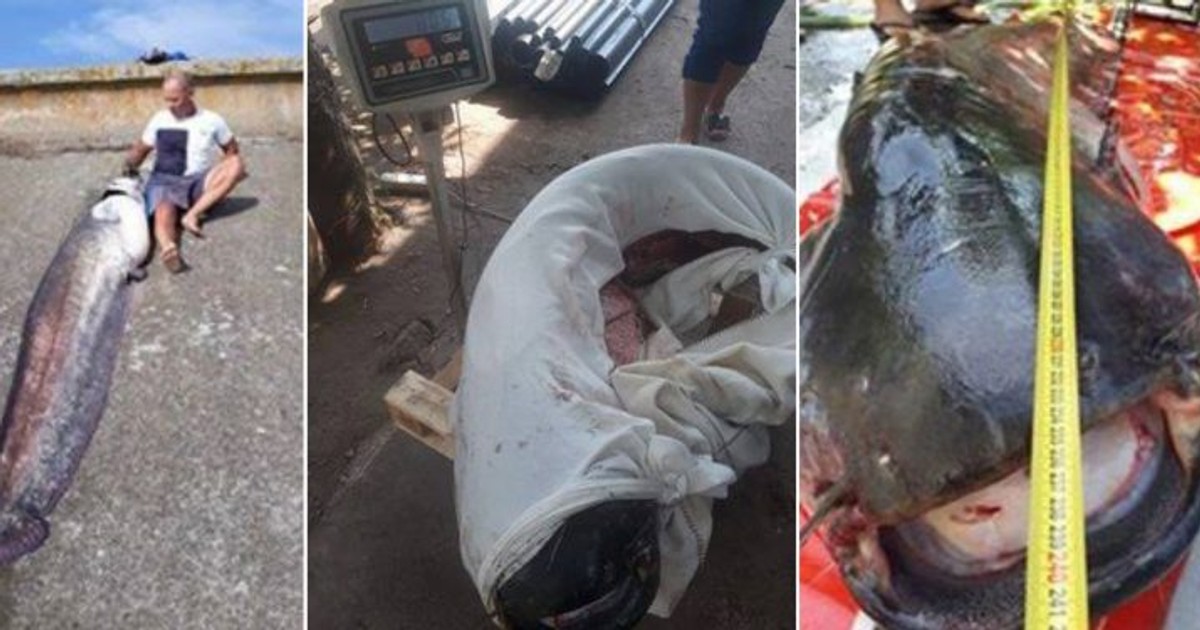 Un somn de 80 de kilograme a fost capturat de un pescar din Teleorman. Cum arată monstrul