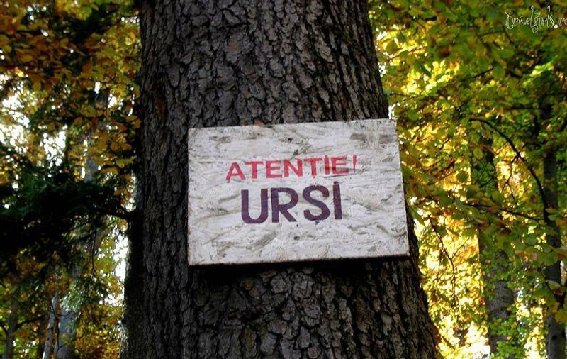 Ministerul Mediului anunță că a fost împușcat al doilea urs în baza OUG care permite acest lucru
