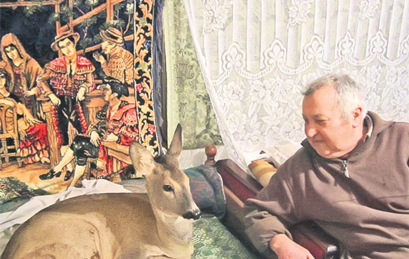 Riscă doi ani de puşcărie pentru că a salvat un pui de căprioară
