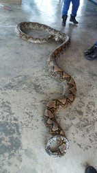 epa05254031 A handout picture made available by the Malaysia?s Civil Defence Force on 11 April 2016 shows a python that was caught near a flyover in Penang, Malaysia. The python, measuring eight meters in length and weighing 250 kilograms, could break record for the world?s longest snake. EPA/MALAYSIA CIVIL DEFENCE FORCE BEST QUALITY AVAILABLE HANDOUT EDITORIAL USE ONLY/NO SALES