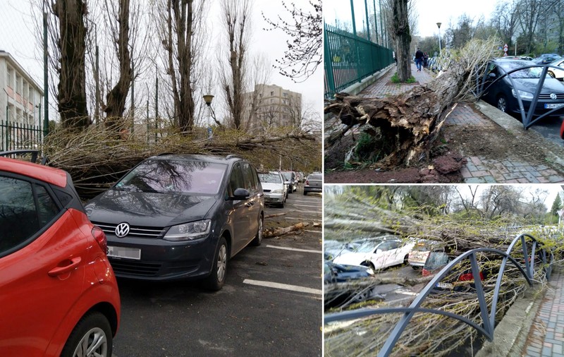 De ce cad copacii din București? Specialist în mediu: „Sunt vulnerabili, îmbătrâniți și prea puțin ajutați să supraviețuiască”
