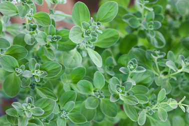 Planta de maghiran