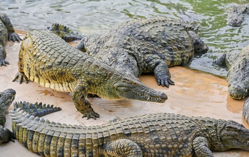 Zeci de crocodili sunt căutați în China, după ce au scăpat dintr-o fermă în timpul unor inundații