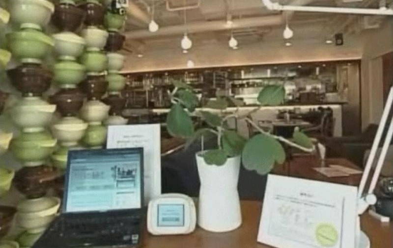 Planta care scrie un blog