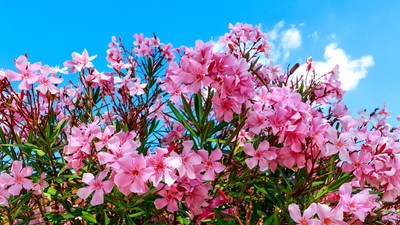 Leandru-plantare-ingrijire