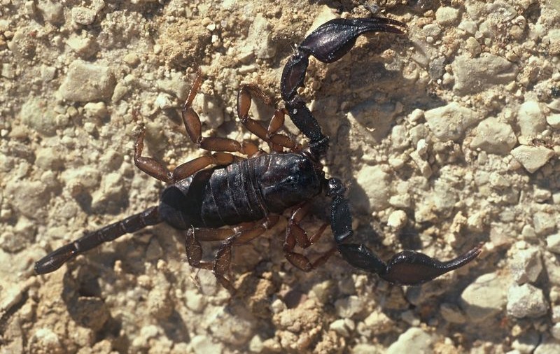 Un colet poştal cu 39 de scorpioni, descoperit în Polonia