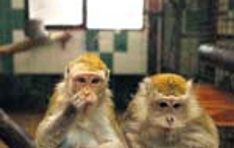 Asa se incalzesc animalele de la Zoo