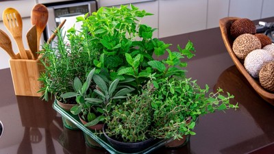 plante-aromatice-pe-care-sa-le-cresti-in-bucatarie