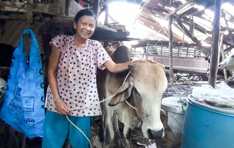 În Thailanda, oamenii care se vaccinează pot câștiga o vacă la tombolă