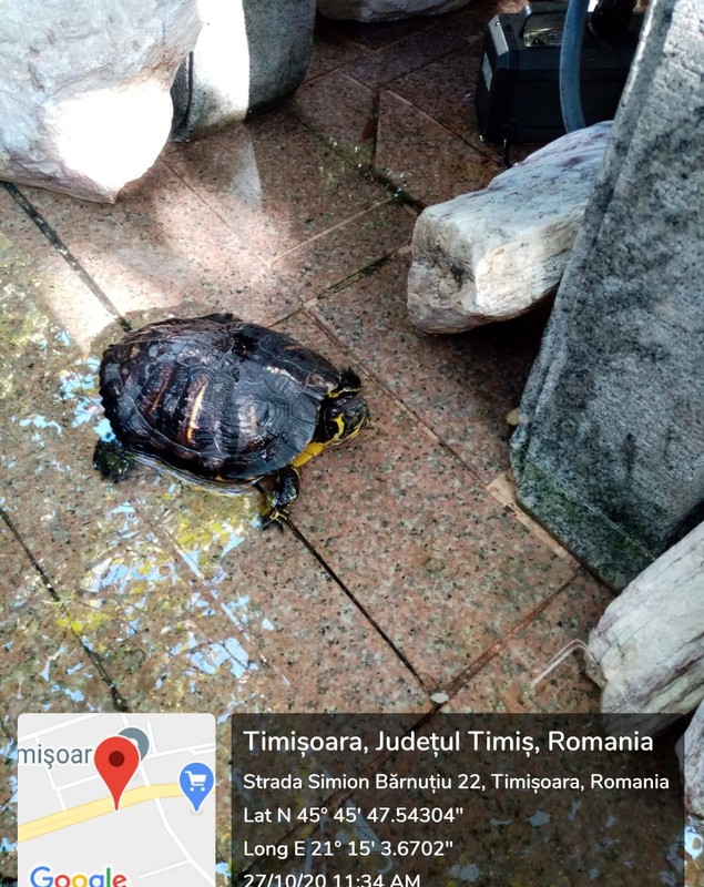 Zeci de broaște țestoase, confiscate din curtea unui restaurant chinezesc din Timișoara. Ecolog: „Deținerea lor în captivitate este ilegală”