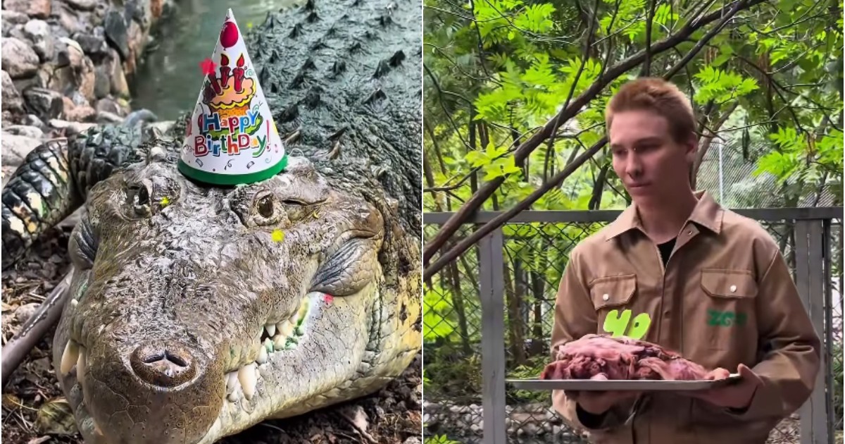 Un crocodil poartă o pălărie de aniversare și pare să fie sărbătorit de ziua lui. Un îngrijitor stă în apropiere și ține un platou cu carne, pregătit să îi ofere hrana.