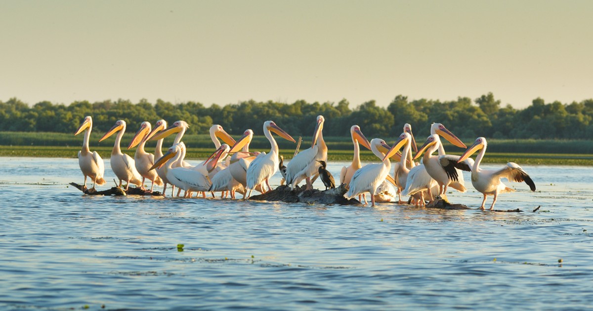 Păsări din Delta Dunării