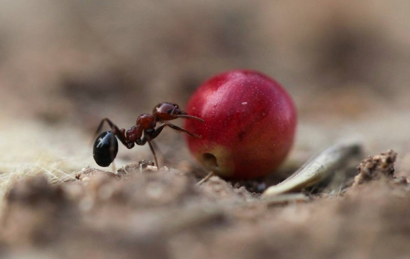 Furnica de 220 de dolari care poate trăi 50 de ani, „aurul roșu” de pe piața neagră. De ce plătesc colecționarii averi pentru o insectă minusculă din Africa