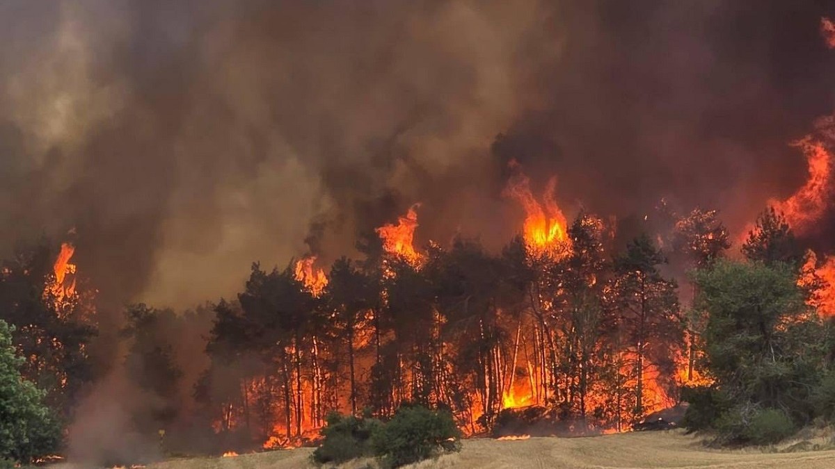Flăcările uriașe mistuie copacii din apropiere de Ierusalim, vegetația din jurul lor este uscată