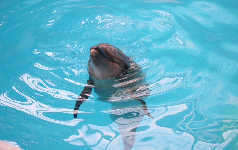 Un delfin se joacă cu un câine pe plaja din Eforie. A venit spre mal fără să se sperie