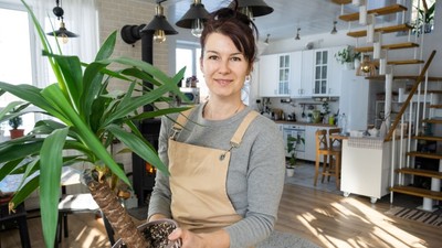 Yucca si dracaena - sfaturi de ingrijire