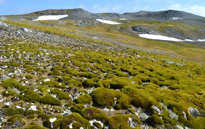 Imagini din Antarctica unde ghețarii se topesc într-un ritm alarmant, iar unele zone au înverzit: „Influența schimbărilor climatice nu are limite”