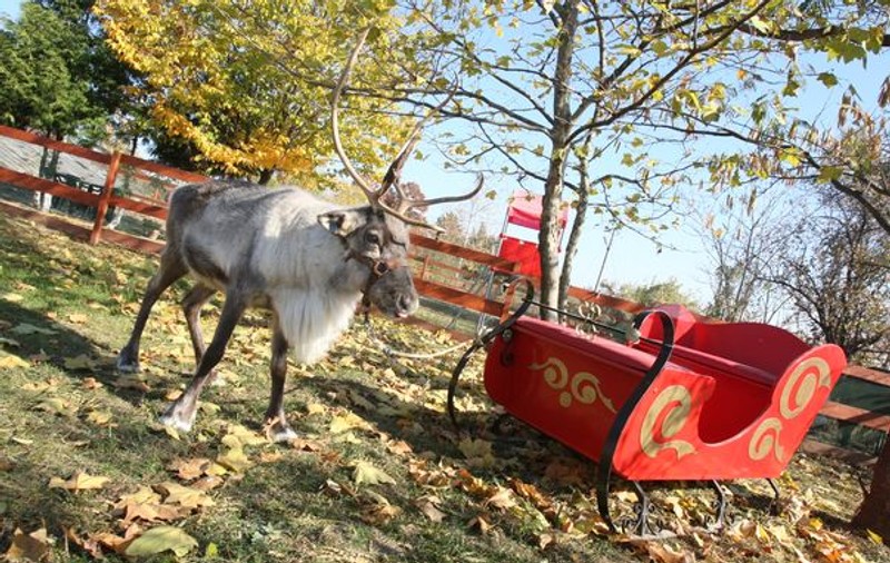Foto | Renii lui Moş Crăciun "au aterizat" în Capitală