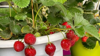 cum-sa-cultivi-capsuni-in-balcon