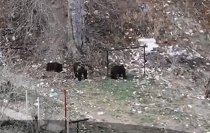 Doi copii au fost filmați jucându-se lângă o ursoaică! Cum a fost îndepărtat animalul