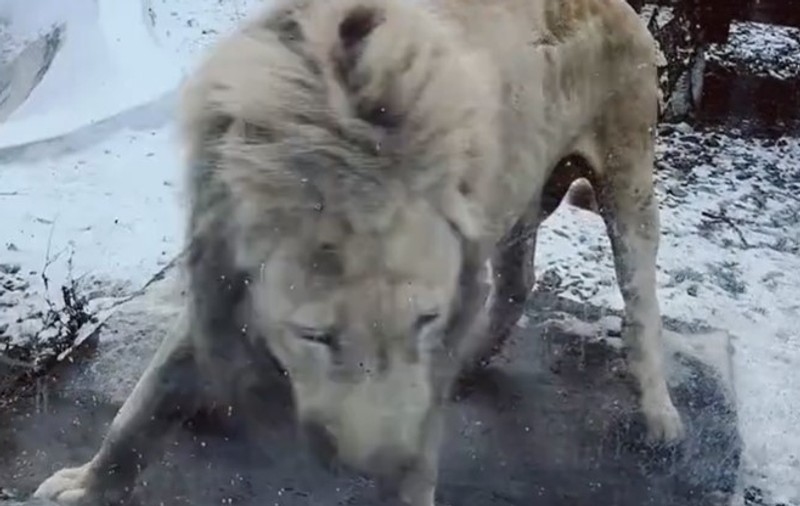 Leul alb de la Zoo Brașov, filmat când se mișcă agitat în țarc: „Era în această stare de psihoză de mult timp”. Reacția conducerii grădinii zoologice