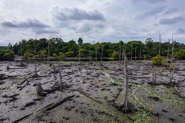 Arbori morți și pe moarte lângă granița Ghana-Coasta de Fildeș, un punct fierbinte de biodiversitate tropicală în zona pădurii veșnic verde umede din Ghana, ca urmare a schimbărilor climatice | Foto: Profimedia
