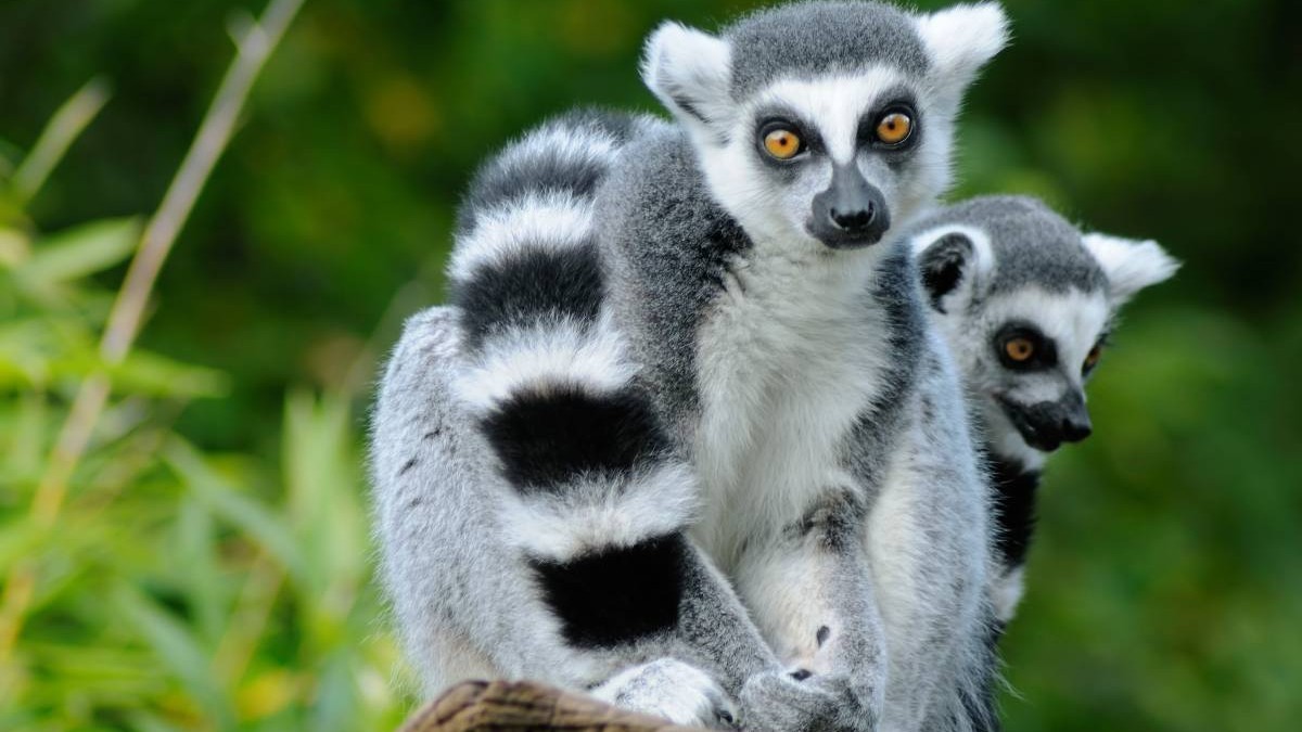 Doi lemuri cu coadă inelată. Sursă foto: Getty Images