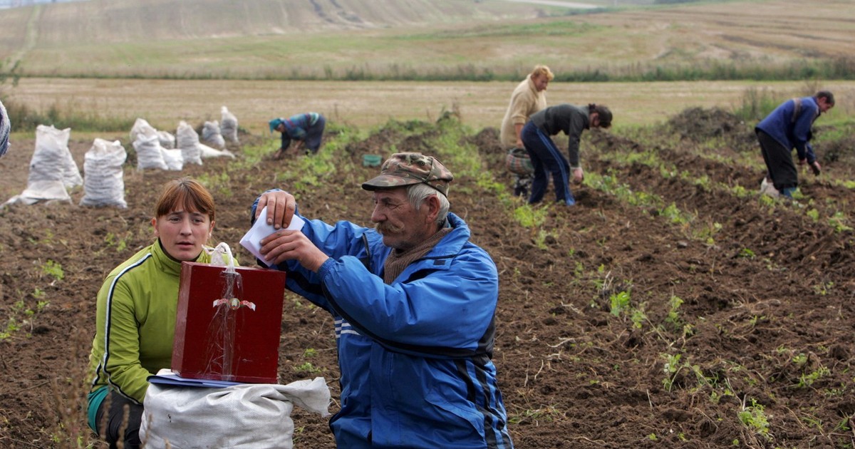 Fermieri din Belarus votează pe câmp în timp ce recoltează cartofi. Imagine cu caracter ilustrativ Foto: Profimedia
