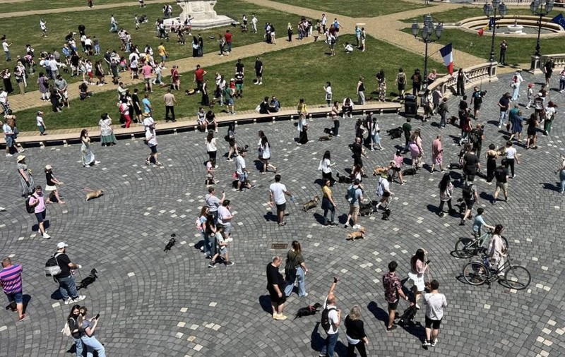 Rochițe, bandane și multă încăpățânare. Zeci de teckeli au luat cu asalt Timișoara la „Marea Plimbare a Șoricarilor”