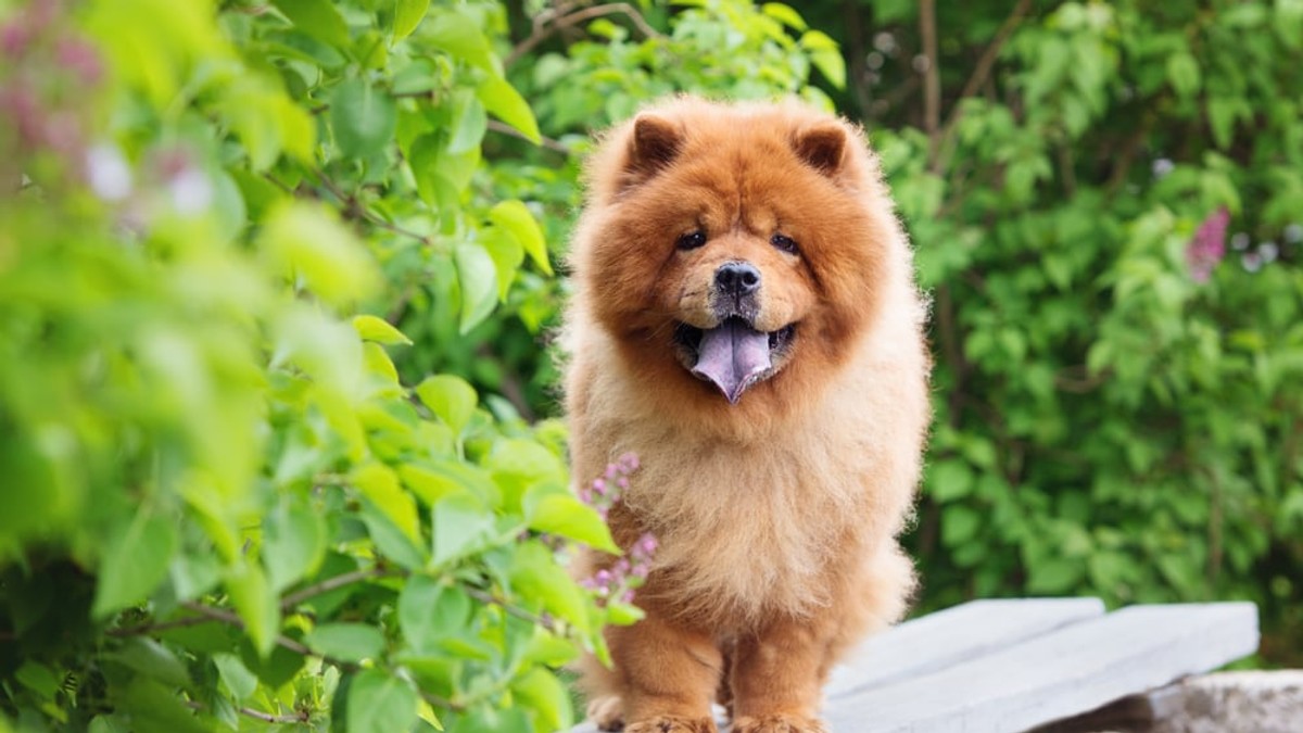 Rasa Chow Chow - ce caracteristici și temperament are câinele cu limba albastră