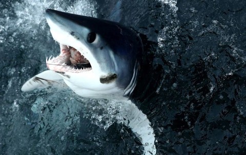 Luptă de o oră cu un rechin mako de 100 kg Pescarul care a capturat prădătorul de doi metri. Sursă foto: Getty Images.