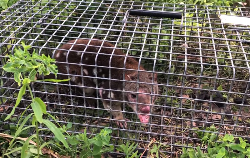 Un animal a reapărut după 130 de ani în Australia de Sud: „Habar n-aveam ce era”