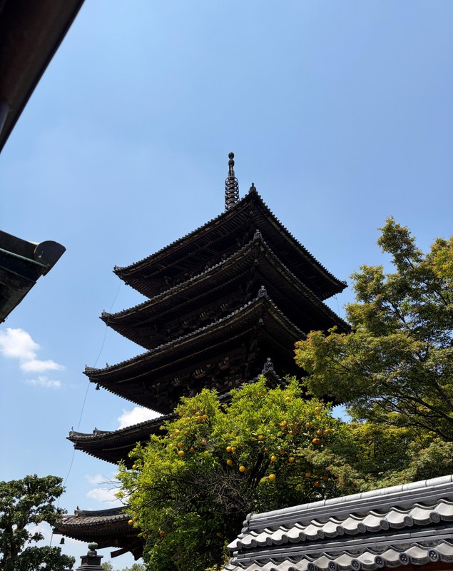 Străzi curate și suflete obosite: Japonia, văzută prin ochii unui psiholog român