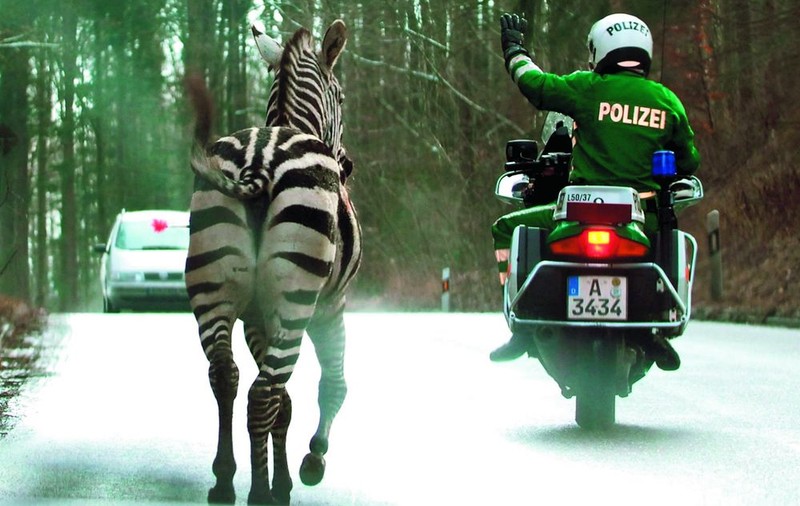 Au fugărit zebra prin oraş