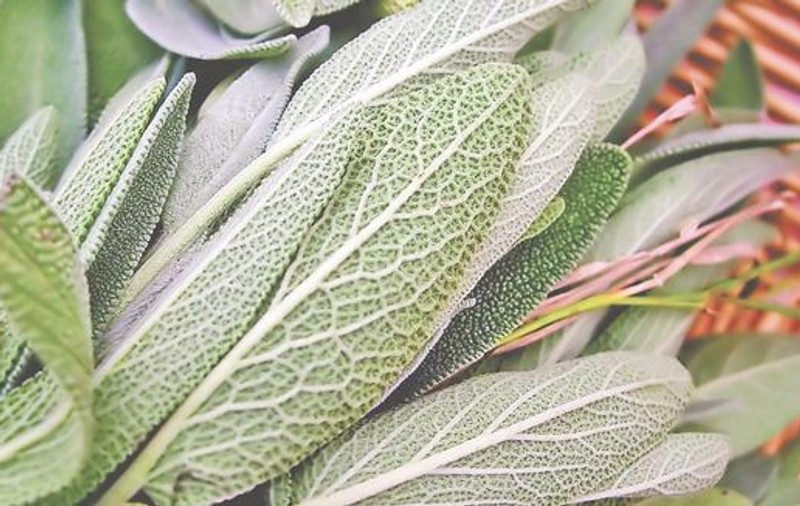 Salvia, armă împotriva infertilităţii