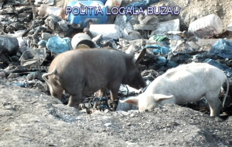 GALERIE FOTO| Descoperire macabră în Buzău. Un crescător de porci își hrănea animalele cu cadavre şi resturi animale