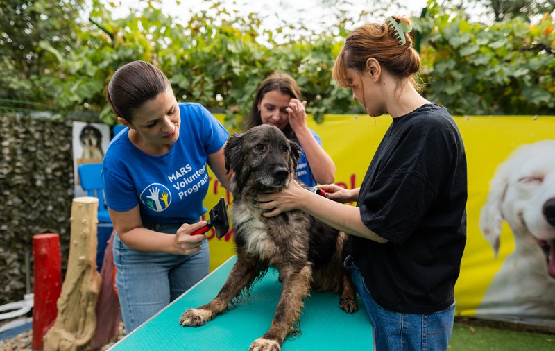 Organizații caritabile și mediu: milioane de lei și mii de ore de voluntariat în folosul comunităților