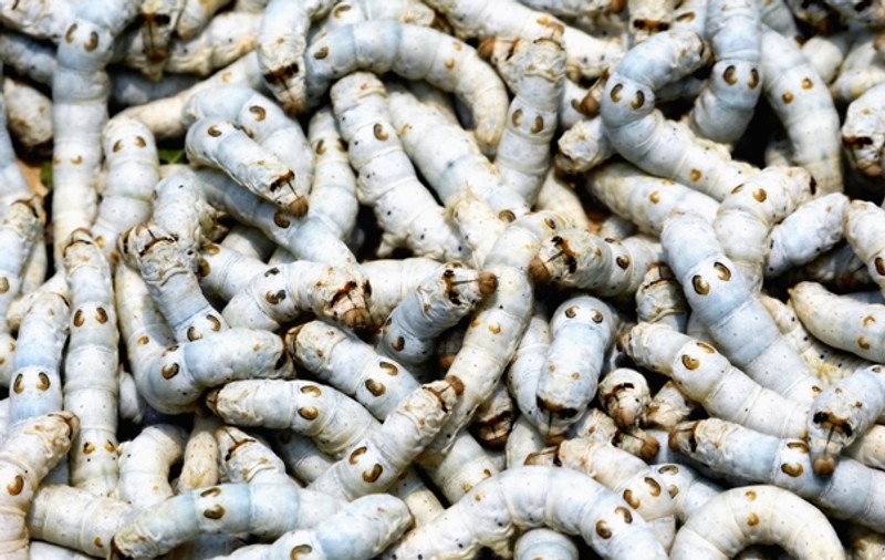 Viermi dintr-o specie necunoscută, în apa potabilă din Rusia