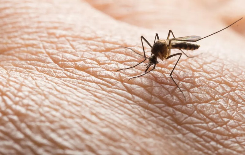 Un vârstnic din Suceava infectat cu virusul West Nile a murit. Altul e în stare gravă