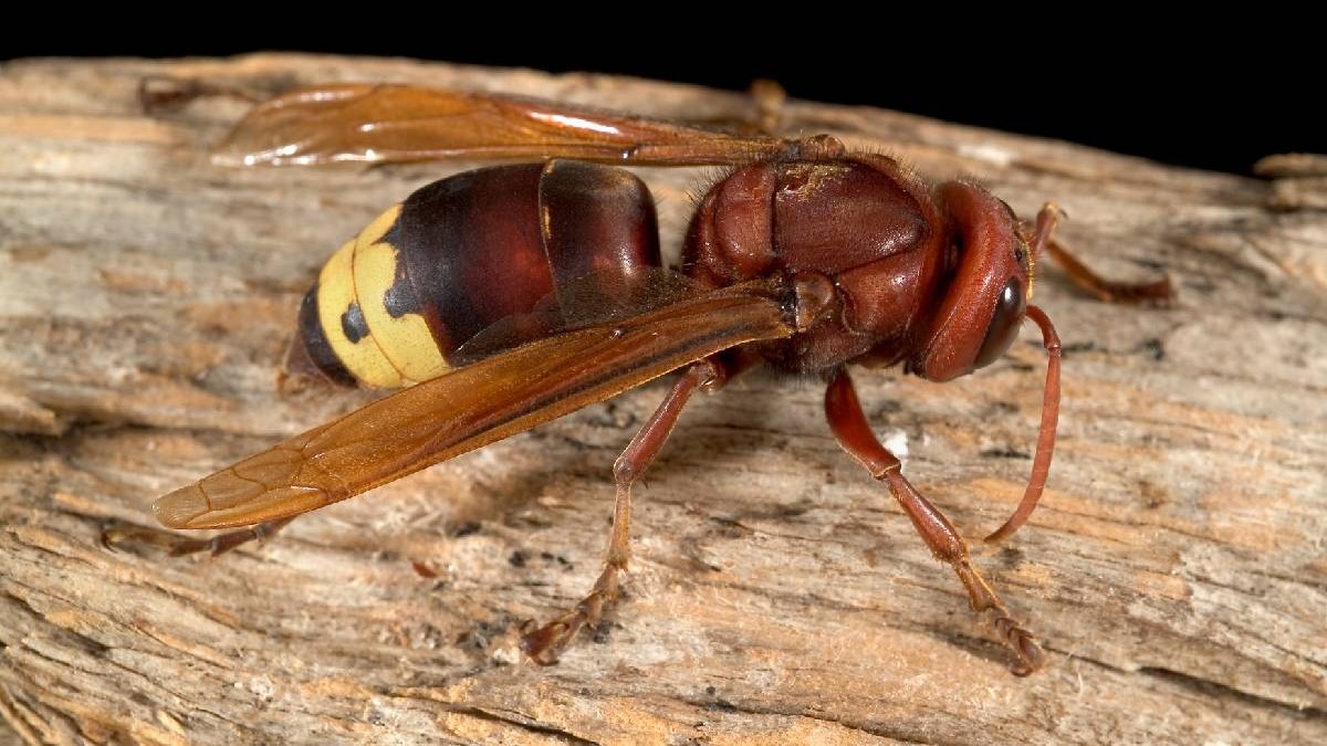 O viespe orientală foarte colorată stă pe o bucată de lemn